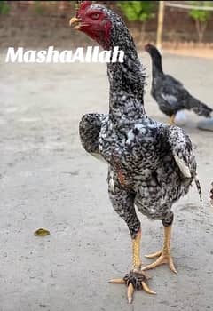 Aseel shamo chicks for sale