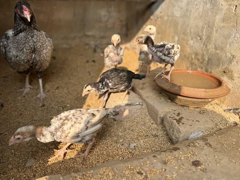 Aseel shamo chicks for sale 2