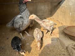 Aseel shamo chicks for sale