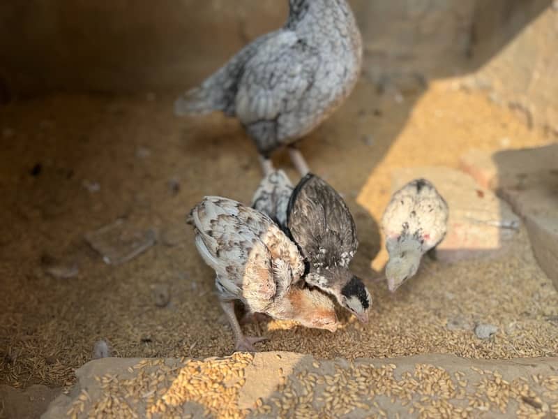 Aseel shamo chicks for sale 4