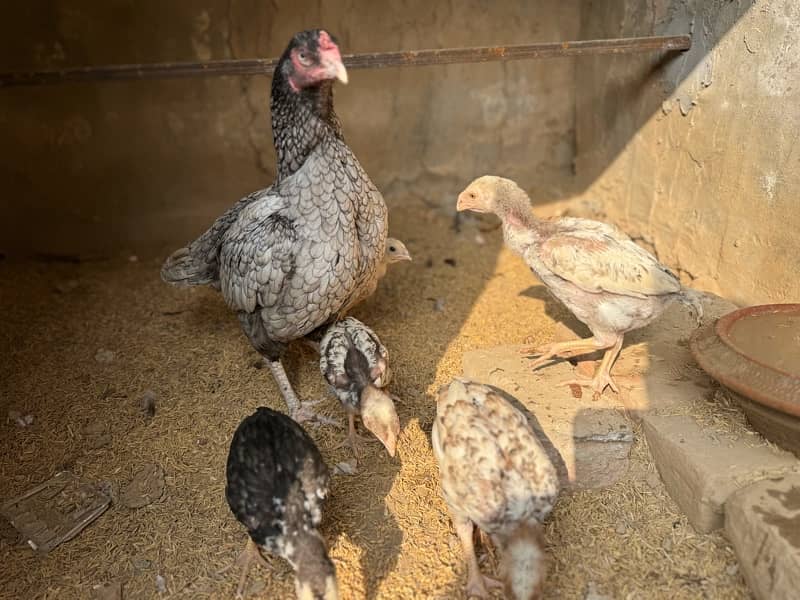 Aseel shamo chicks for sale 5