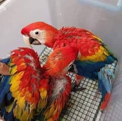 red macaw parrot cheeks for sale 03=36=044=60=68