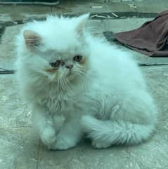 white peki kitten