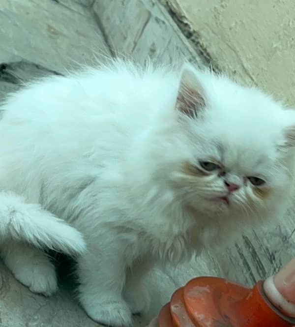 white peki kitten 2