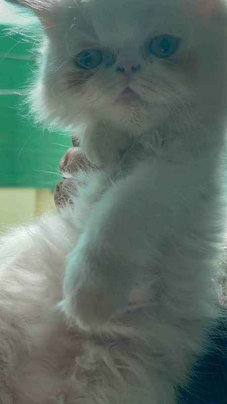 white peki kitten 3