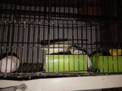 Budgies parrot With Cage