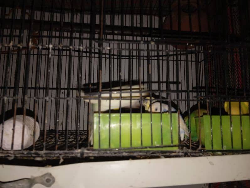 Budgies parrot With Cage 0