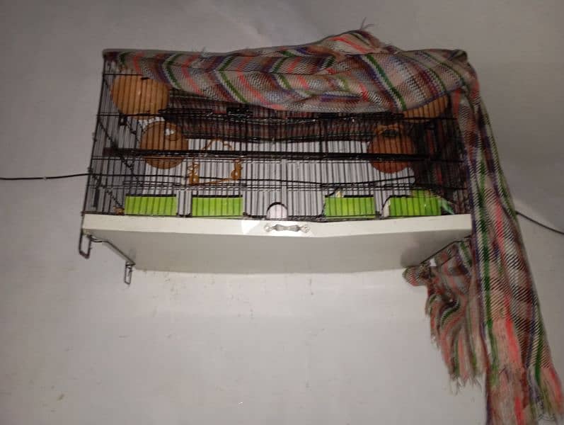 Budgies parrot With Cage 2