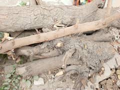 Neem wood for sale