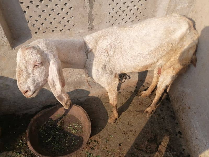 A White Goat for Sale 0