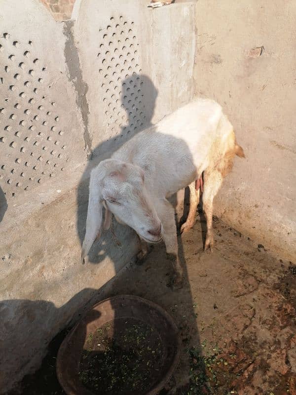 A White Goat for Sale 1