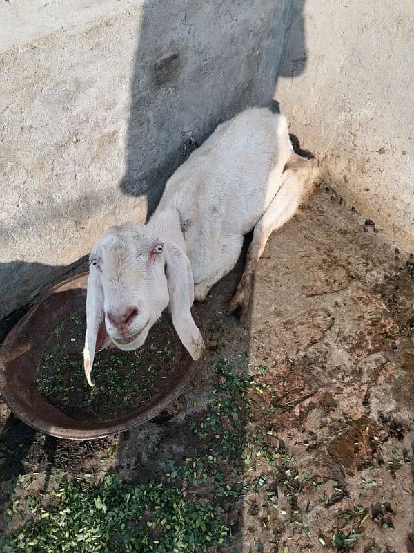 A White Goat for Sale 2