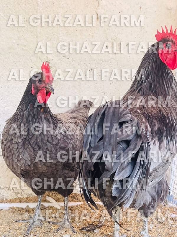 Wyandotte & Blue Australorp Hertiage Fertile Eggs 1