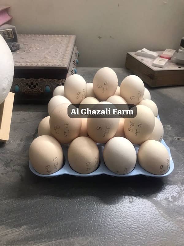 Wyandotte & Blue Australorp Hertiage Fertile Eggs 2