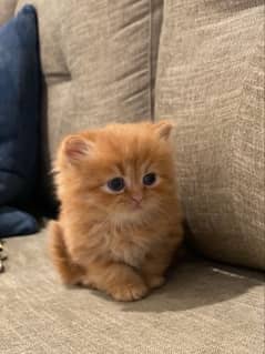 persian kitten