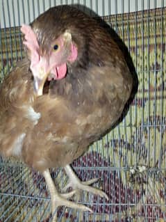 lohman brown hen