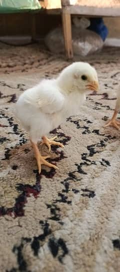 Original white o shamoo/parrot beak chicks available