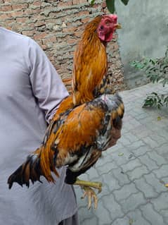 Desi Aseel Hen for Sale