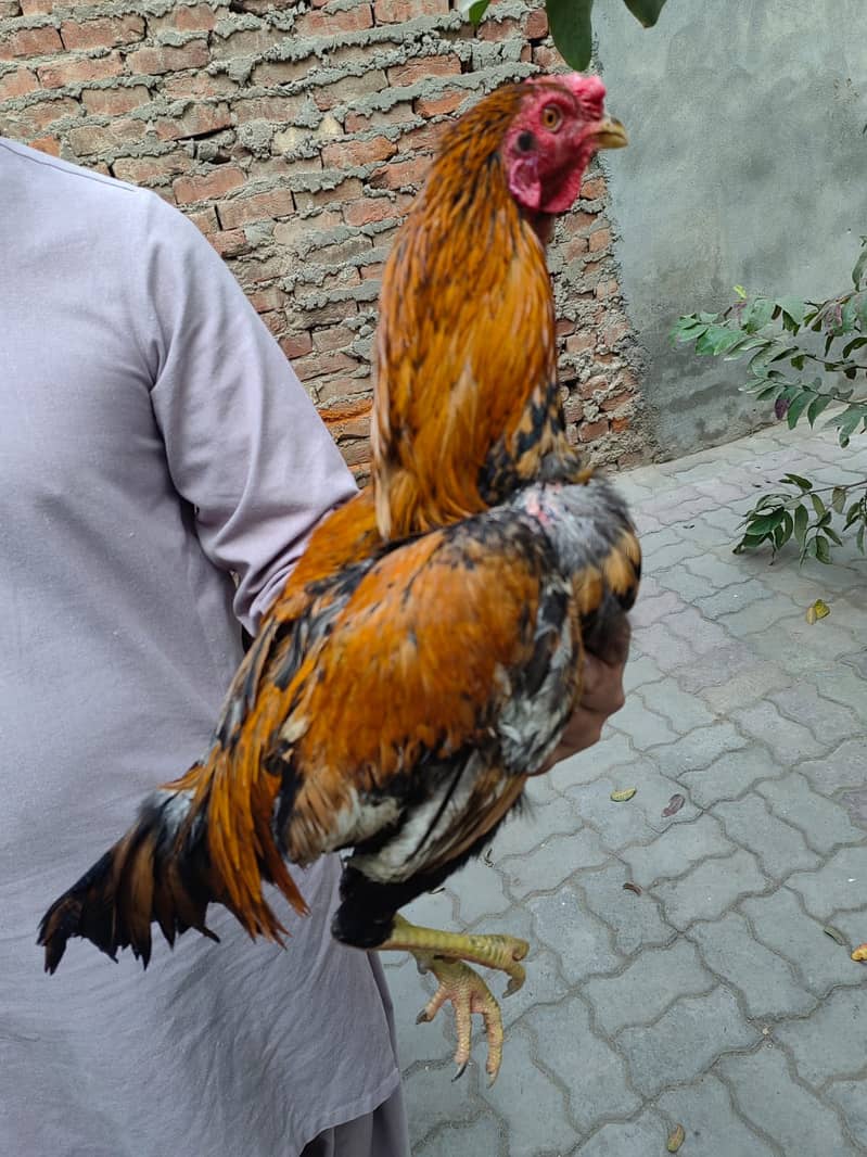 Desi Aseel Hen for Sale 0