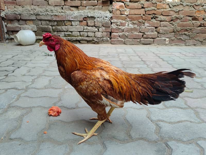 Desi Aseel Hen for Sale 1