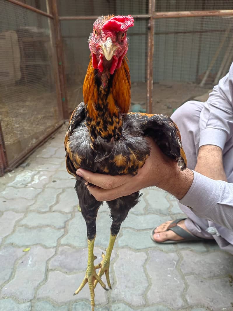 Desi Aseel Hen for Sale 2