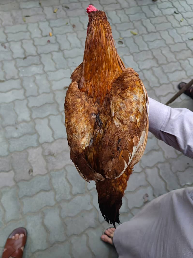 Desi Aseel Hen for Sale 3