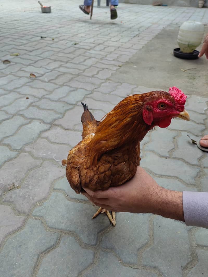 Desi Aseel Hen for Sale 4