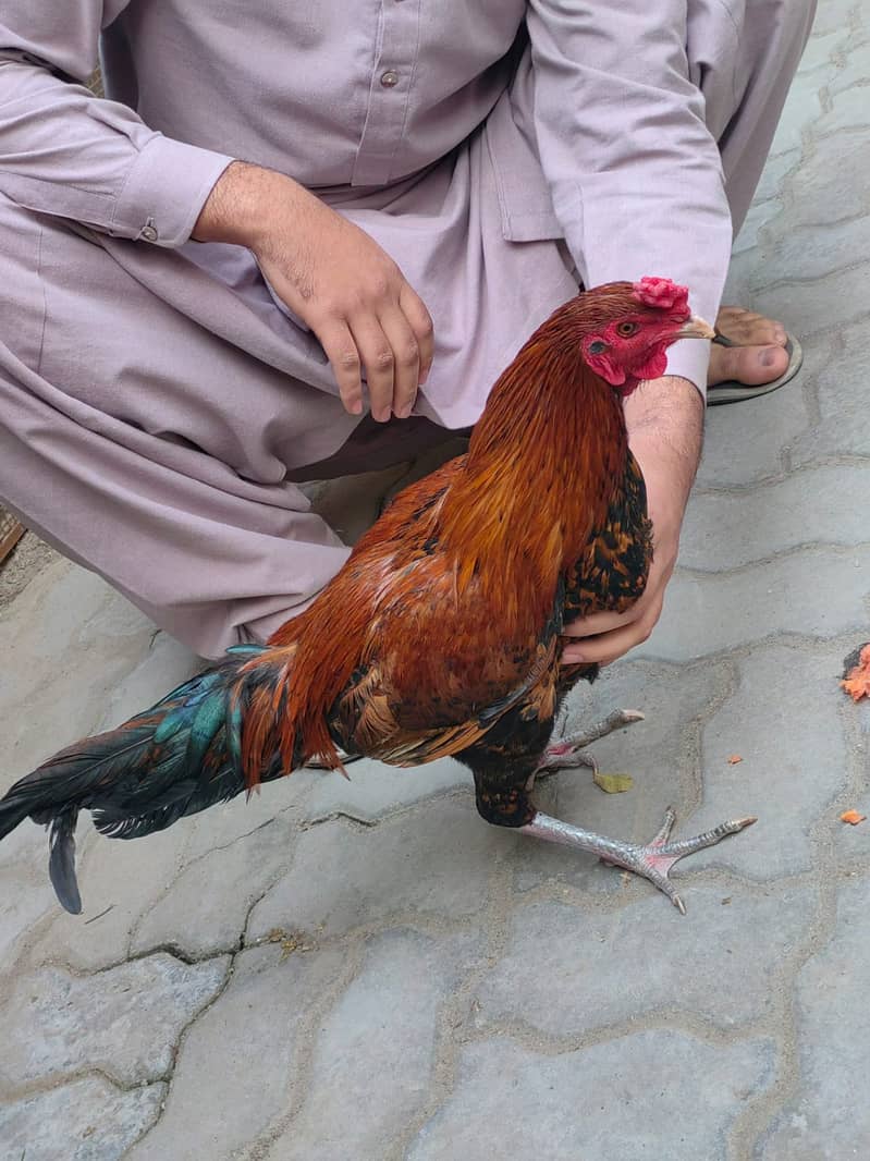 Desi Aseel Hen for Sale 5