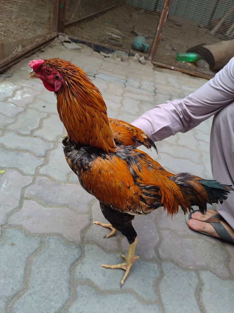 Desi Aseel Hen for Sale 6