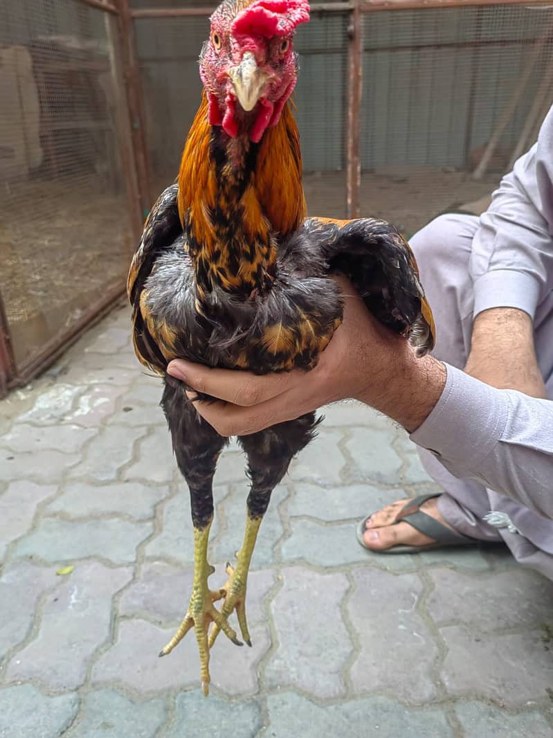 Desi Aseel Hen for Sale 7