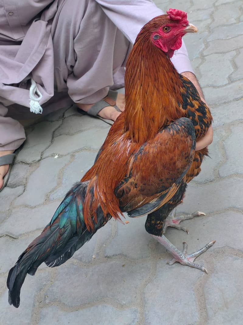 Desi Aseel Hen for Sale 8