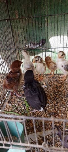 pure aseel heera small peak male and Pure Mianwali female chicks