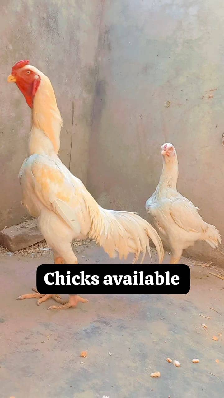 white shamo/shamo/burmi/thai/dragon/pakoye chicks for sale 1