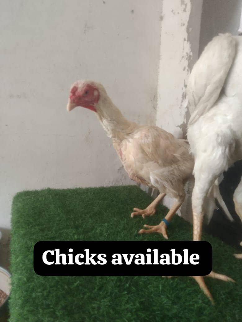 white shamo/shamo/burmi/thai/dragon/pakoye chicks for sale 2