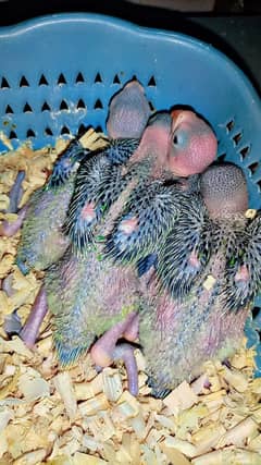 Green Ring Neck Parrot chicks | Tuta | طوطا | Parrot chiks | raw chick