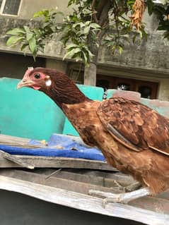 desi misri hen for sale murghi