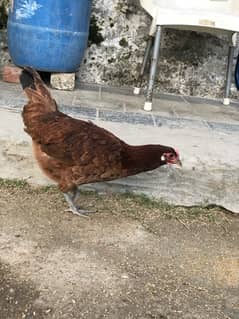 desi misri hen for sale murghi or exchange