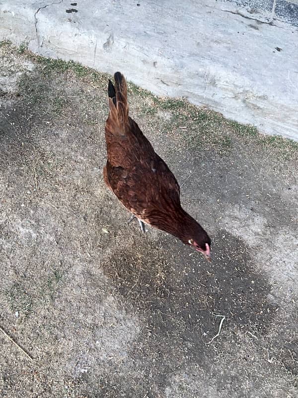 desi misri hen for sale murghi or exchange 2