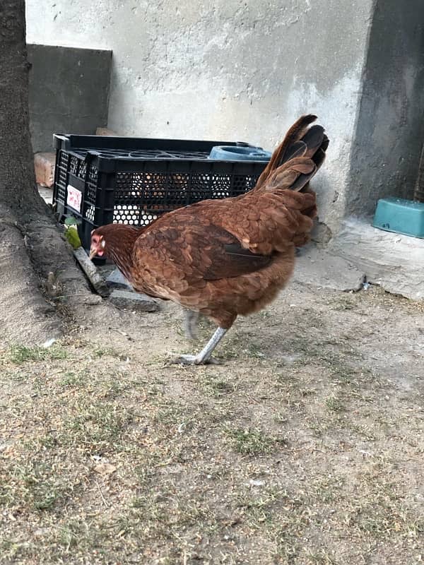 desi misri hen for sale murghi or exchange 3