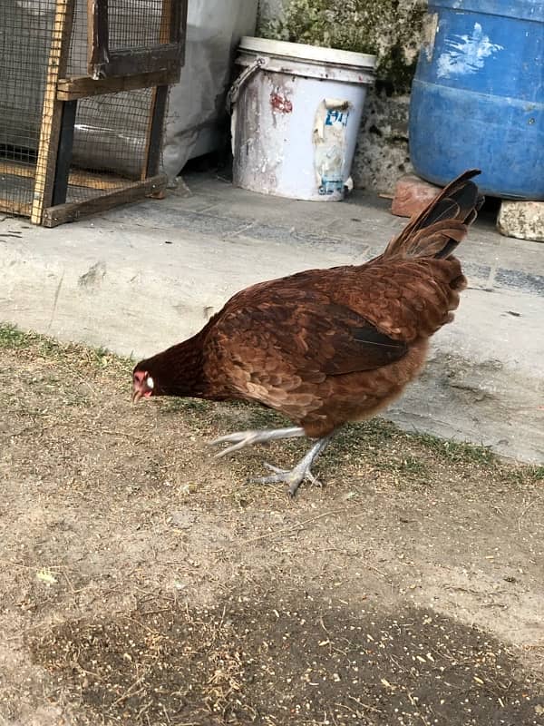 desi misri hen for sale murghi or exchange 4