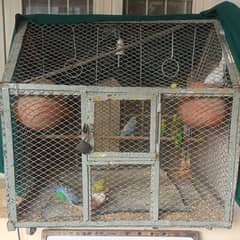 Parrot Cage/ pinjra