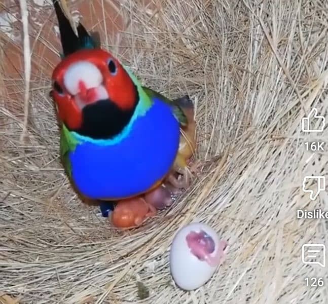 Lady Gouldian Breeding Pair Green Yellow 0