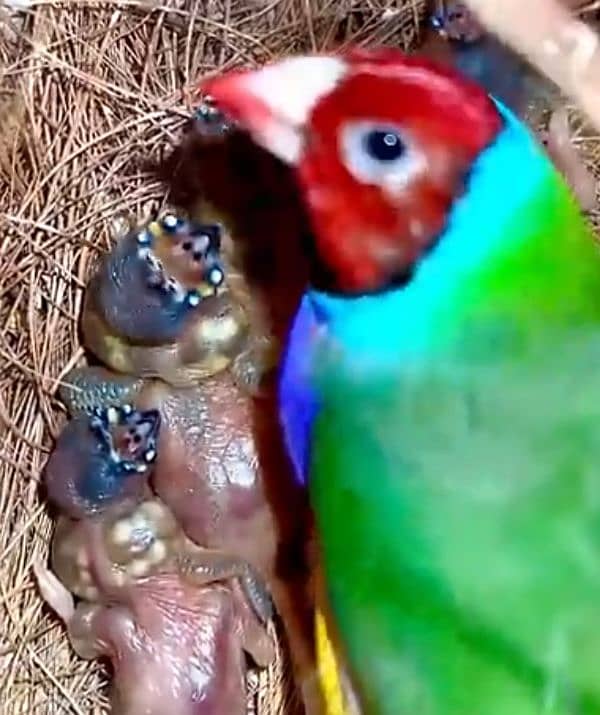 Lady Gouldian Breeding Pair Green Yellow 1