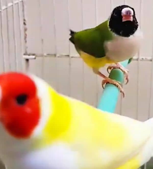 Lady Gouldian Breeding Pair Green Yellow 2