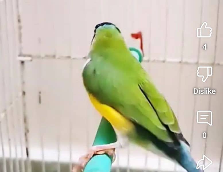 Lady Gouldian Breeding Pair Green Yellow 3