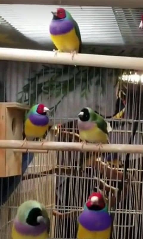 Lady Gouldian Breeding Pair Green Yellow 4