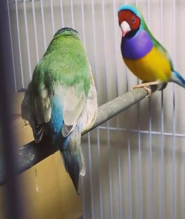 Lady Gouldian Breeding Pair Green Yellow 5