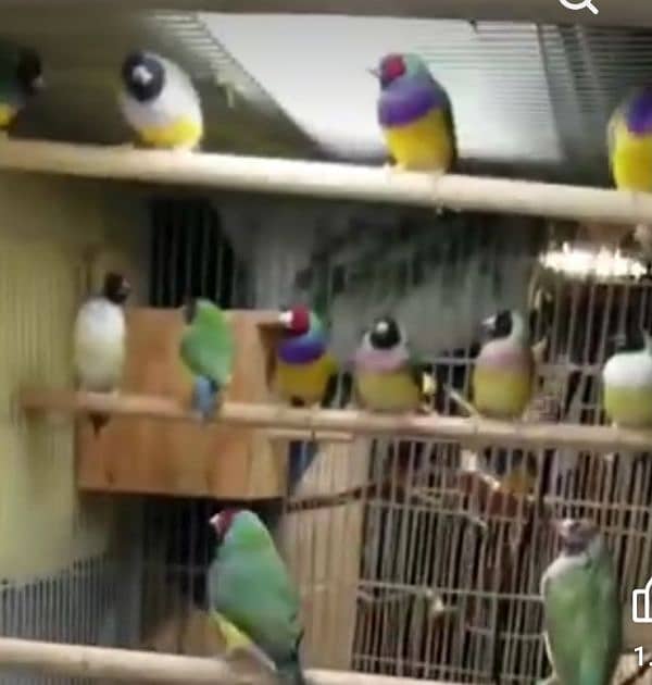 Lady Gouldian Breeding Pair Green Yellow 6