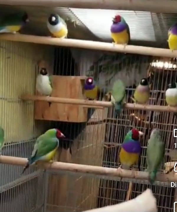 Lady Gouldian Breeding Pair Green Yellow 7