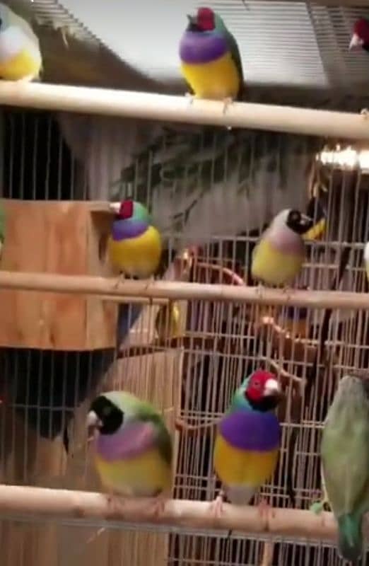 Lady Gouldian Breeding Pair Green Yellow 8